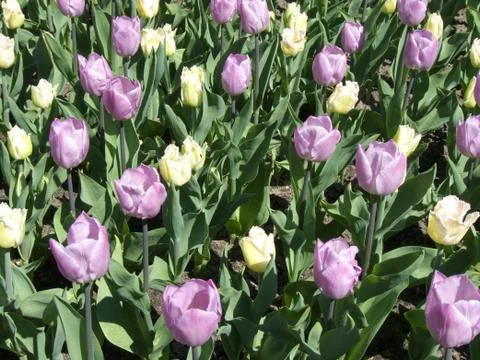 Tulips Stock Photos