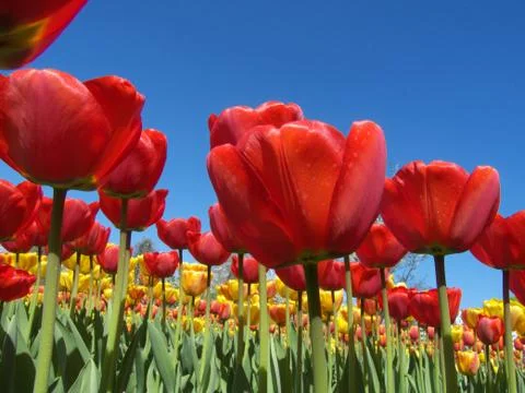 Tulips Stock Photos