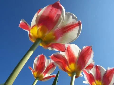 Tulips Stock Photos