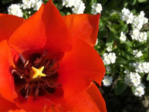Tulips Stock Photos