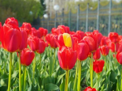 Tulips Stock Photos