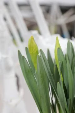 Tulips Stock Photos