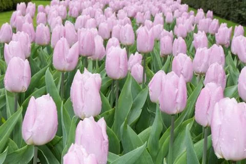 Tulips Fotos Stock