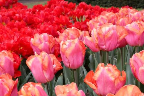 Tulips Stock Photos