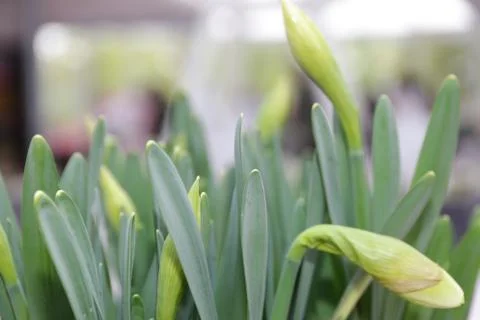 Tulips Stock Photos