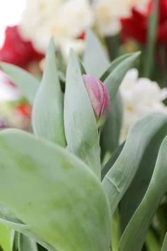 Tulips Stock Photos