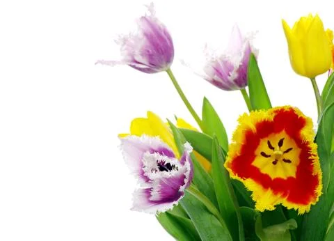 Tulips Stock Photos