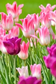 Tulips Stock Photos