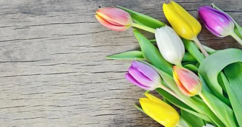 Tulips Stock Photos