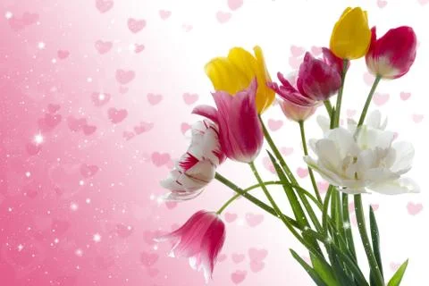 Tulips Stock Photos