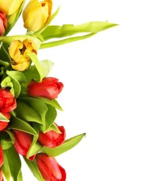 Tulips Photos