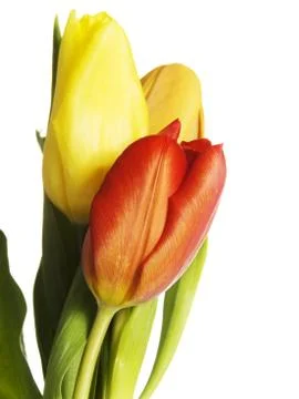 Tulips Stock Photos