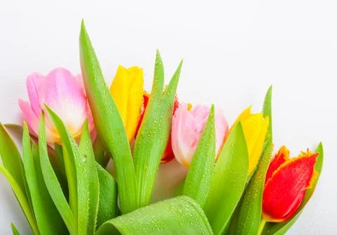 Tulips Stock Photos