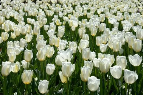 Tulips Stock Photos