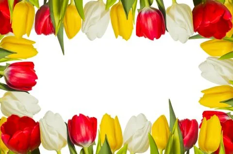 Tulips Stock Photos