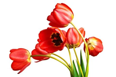 Tulips Stock Photos