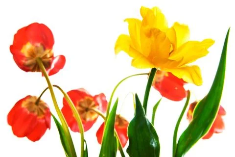 Tulips Stock Photos