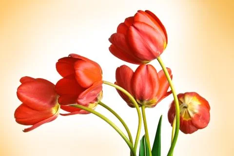Tulips Stock Photos