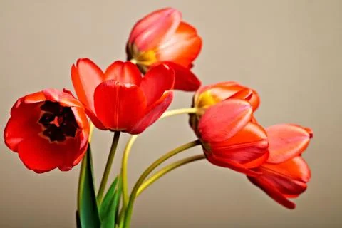 Tulips Stock Photos