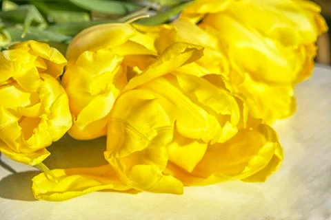 Tulips Stock Photos