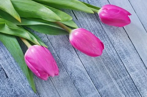 Tulips Stock Photos