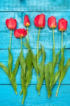 Tulips Stock Photos