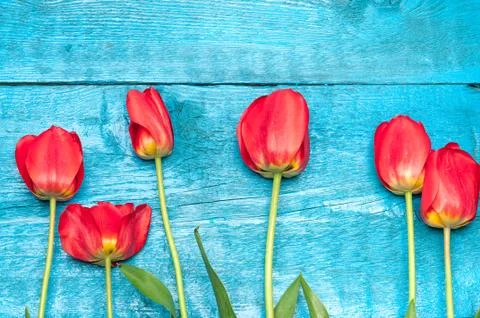 Tulips Stock Photos