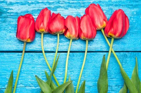 Tulips Stock Photos
