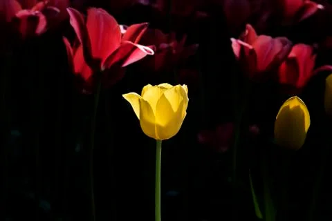 Tulips Stock Photos