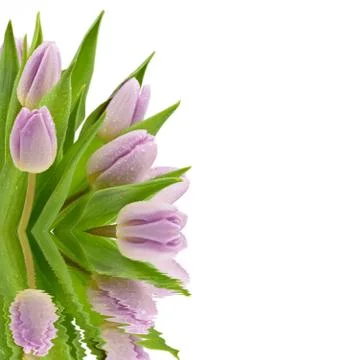 Tulips Stock Photos