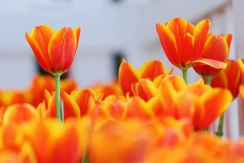 Tulips Stock Photos