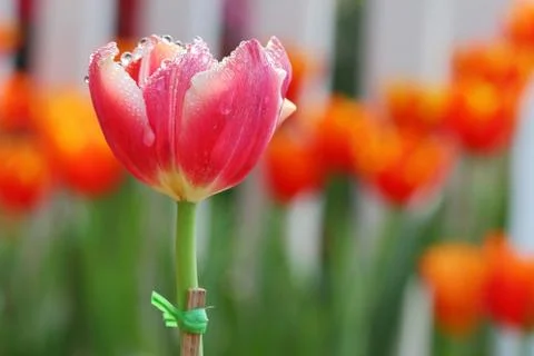 Tulips Stock Photos
