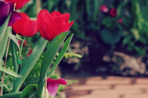 Tulips Stock Photos