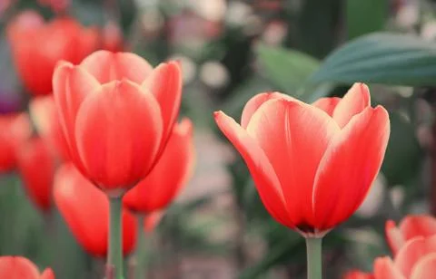 Tulips Stock Photos