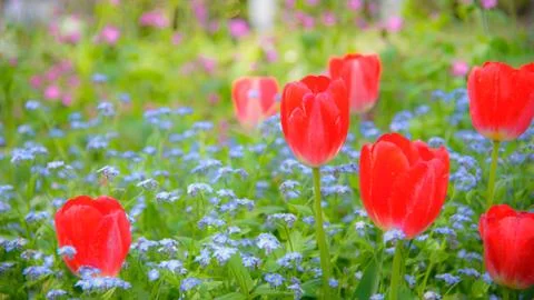 Tulips Stock Photos