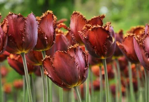 Tulips Stock Photos