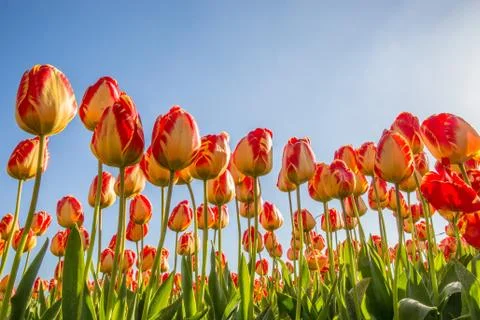 Tulips Stock Photos