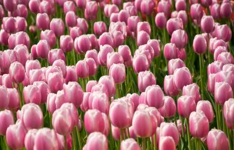 Tulips Stock Photos