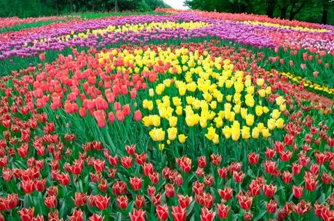 Tulips Stock Photos