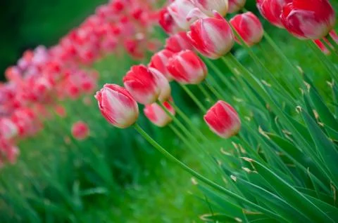 Tulips Stock Photos
