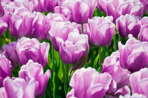Tulips Stock Photos