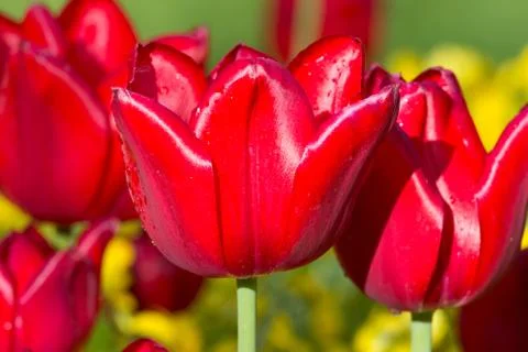 Tulips Stock Photos