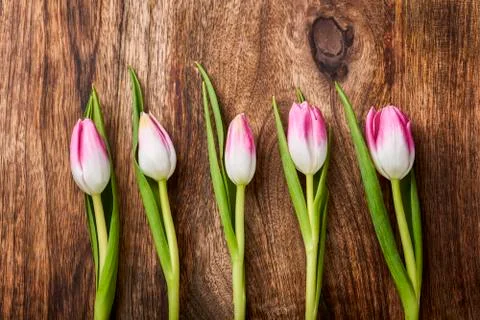 Tulips 스톡 사진