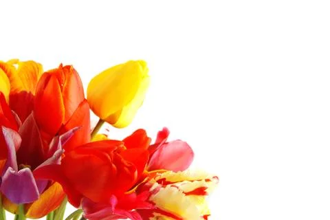 Tulips Foto stock