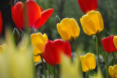 Tulips Stock Photos