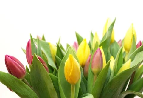 Tulips Stock Photos