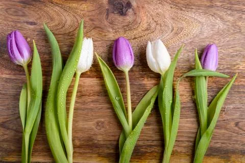 Tulips 스톡 사진