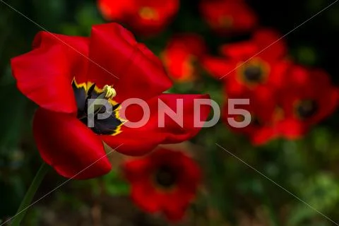 Tulips Stock Photos