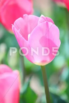 Tulips Stock Photos