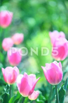 Tulips Stock Photos